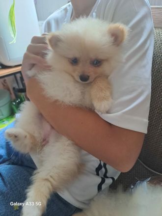 Zuckersüße Zwergspitz / Pomeranian Welpen in Creme (2 Rüden & 1 Hündin)