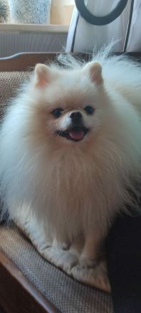 Zuckersüße Zwergspitz / Pomeranian Welpen in Creme (2 Rüden & 1 Hündin)