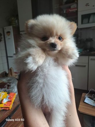 Zuckersüße Zwergspitz / Pomeranian Welpen in Creme (2 Rüden & 1 Hündin)