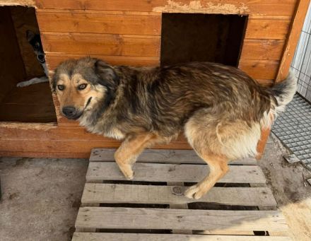 Moni sucht ihr Für-immer-Zuhause