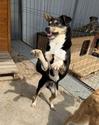 Günther sucht sein Für-immer-Zuhause
