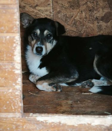 Günther sucht sein Für-immer-Zuhause