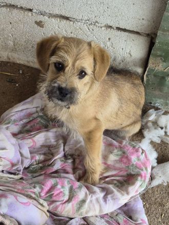 Effie, eine süsse Maus, möchte raus aus dem Shelter und ihre Familie kennenlernen