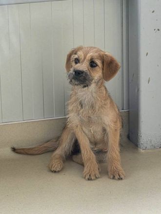 Effie, eine süsse Maus, möchte raus aus dem Shelter und ihre Familie kennenlernen