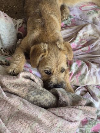Effie, eine süsse Maus, möchte raus aus dem Shelter und ihre Familie kennenlernen