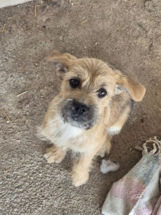 Effie, eine süsse Maus, möchte raus aus dem Shelter und ihre Familie kennenlernen