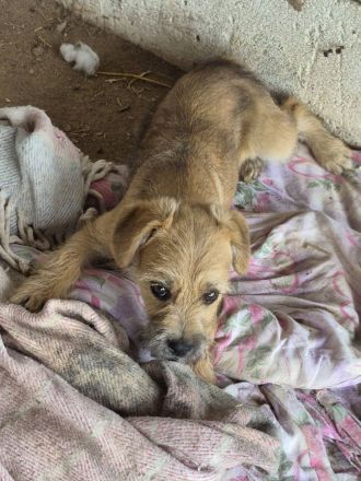 Effie, eine süsse Maus, möchte raus aus dem Shelter und ihre Familie kennenlernen
