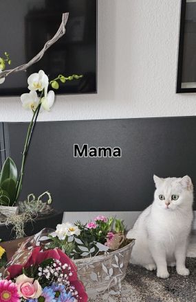 BKH kitten