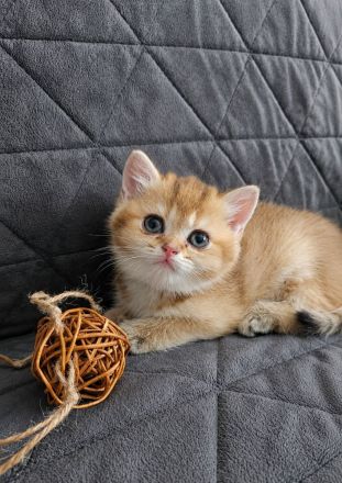 BKH kitten