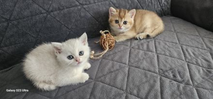 BKH kitten
