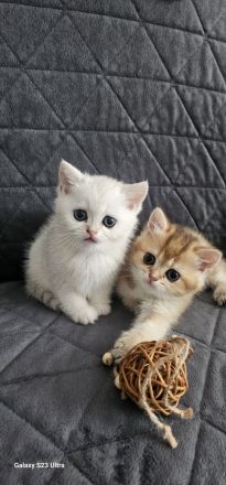 BKH kitten