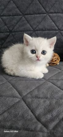 BKH kitten