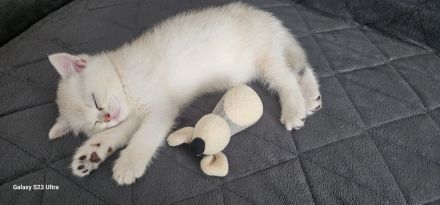 BKH kitten