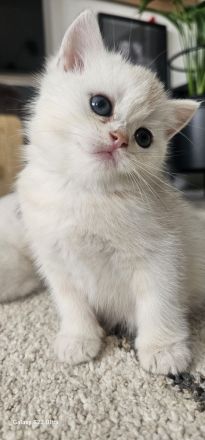 BKH kitten