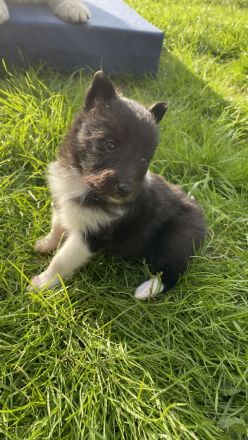 Sheltie Hündin