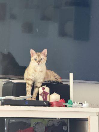 Bengal