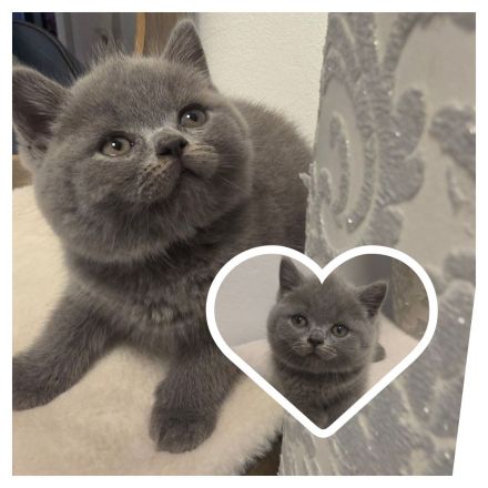 🐾 Wunderschöner Britisch Kurzhaar (BKH) Kater sucht ein liebevolles Zuhause 🐾