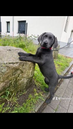 Labrador Dame Nala Grau