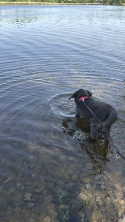Labrador Dame Nala Grau