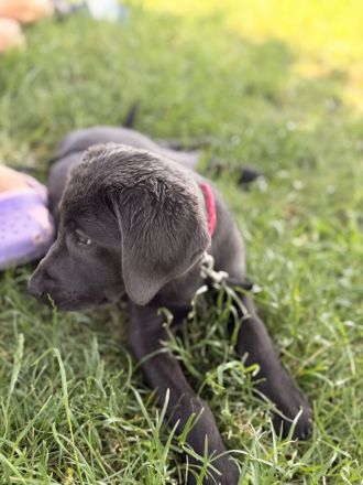 Labrador Dame Nala Grau