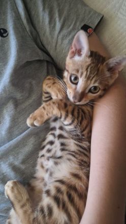 Bengal Kitten zu verkaufen
