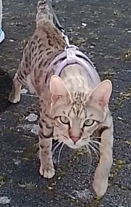 Savannah f 5 sbt mit Stammbaum und Zuchtzulassung