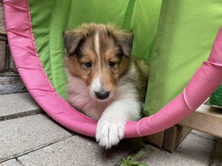 Colliewelpen amerikanischer Typ mit Papieren