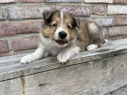 Colliewelpen amerikanischer Typ mit Papieren