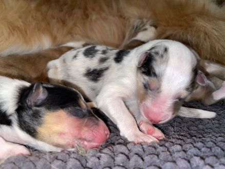 Colliewelpen amerikanischer Typ mit Papieren