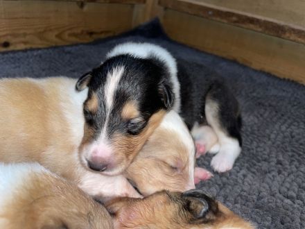 Colliewelpen amerikanischer Typ mit Papieren