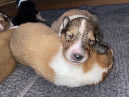Colliewelpen amerikanischer Typ mit Papieren