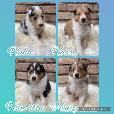 Colliewelpen amerikanischer Typ mit Papieren