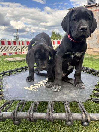Broholmer x Bernhardiner x Deutsche Dogge 🐾 Nur noch 2 wundervolle Hündinnen