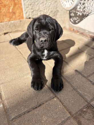 Broholmer x Bernhardiner x Deutsche Dogge 🐾 Nur noch 2 wundervolle Hündinnen