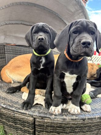 Broholmer x Bernhardiner x Deutsche Dogge 🐾 Nur noch 2 wundervolle Hündinnen