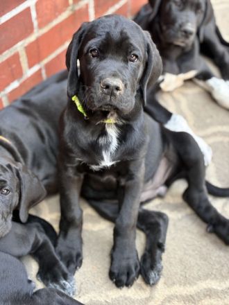 Broholmer x Bernhardiner x Deutsche Dogge 🐾 Nur noch 2 wundervolle Hündinnen