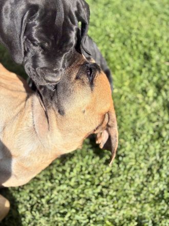 Broholmer x Bernhardiner x Deutsche Dogge 🐾 Nur noch 2 wundervolle Hündinnen