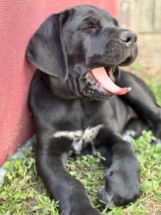Broholmer x Bernhardiner x Deutsche Dogge 🐾 Nur noch 2 wundervolle Hündinnen