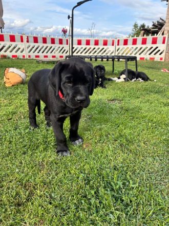 Broholmer x Bernhardiner x Deutsche Dogge 🐾 Nur noch 2 liebevolle Mischlingshündinnen