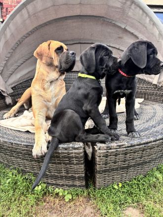 Broholmer x Bernhardiner x Deutsche Dogge 🐾 Nur noch 2 wundervolle Hündinnen