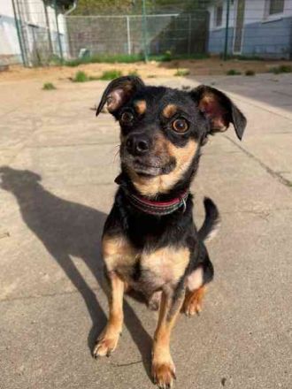 Speedy und Rambo, Zwergpinscher, geb. 2023, möchten gern zusammenbleiben