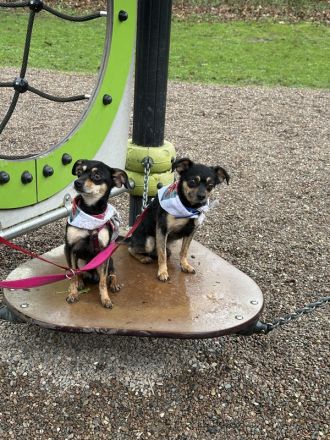 Speedy und Rambo, Zwergpinscher, geb. 2023, möchten gern zusammenbleiben