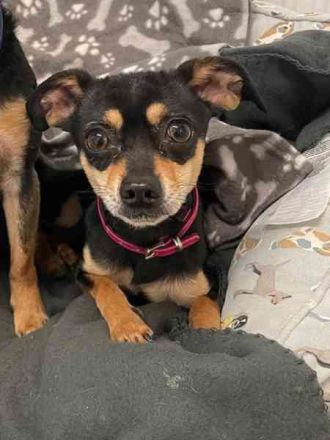 Speedy und Rambo, Zwergpinscher, geb. 2023, möchten gern zusammenbleiben