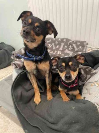 Speedy und Rambo, Zwergpinscher, geb. 2023, möchten gern zusammenbleiben