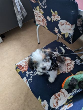 Süße Shitzu Mix Welpen abzugeben