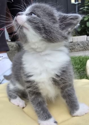Traumkätzchen (sibirische Katze/EKH)