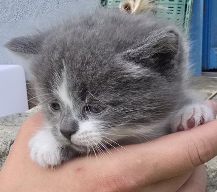 Traumkätzchen (sibirische Katze/EKH)