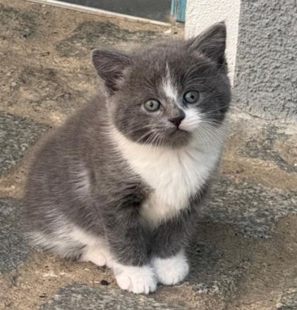 Traumkätzchen (sibirische Katze/EKH)