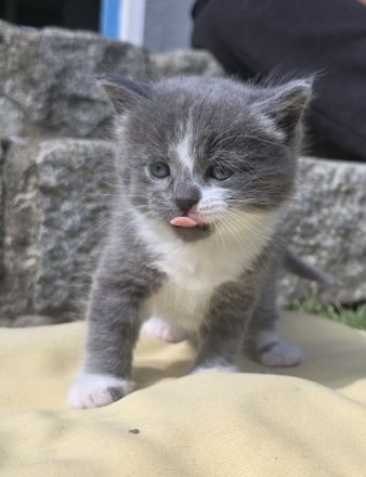 Traumkätzchen (sibirische Katze/EKH)