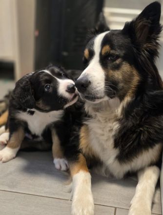 Unser border Collie Welpe sucht noch ein Zuhause
